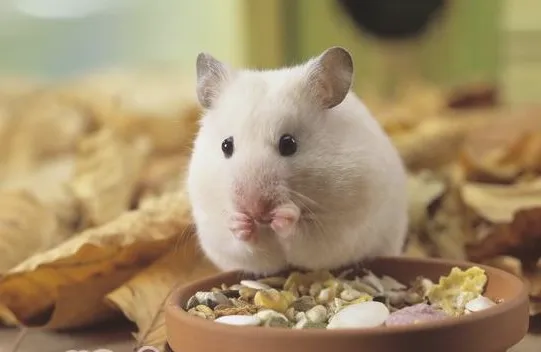 避免宠物鼠中暑的方法 