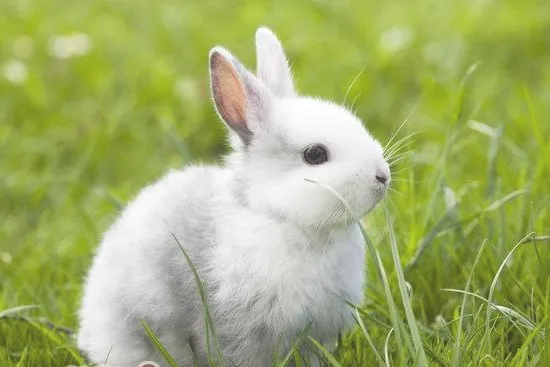 夏季提高幼兔成活率的措施