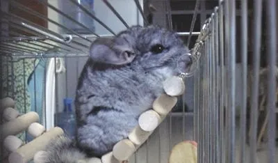 健康龙猫便便的判定标准