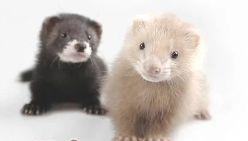 提高宠物貂产量的技巧