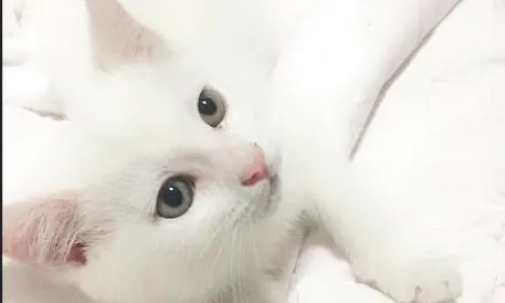 如何训练猫晚上不叫？这几点做到就不会叫了
