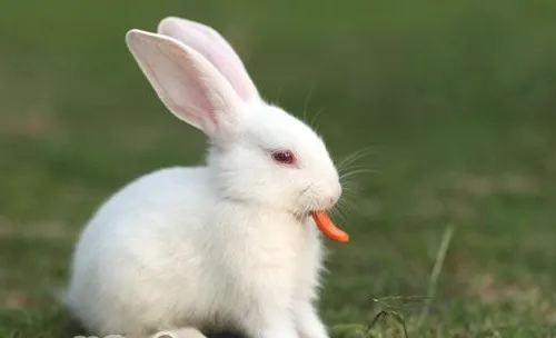 宠物兔兔吃饭也要养成规律