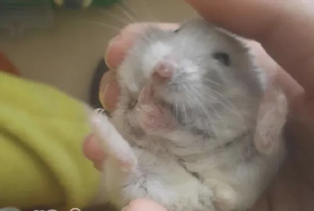 宠物仓鼠皮肤病的介绍