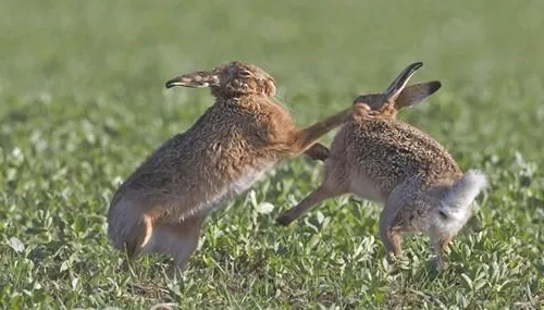 兔子为什么会打架？