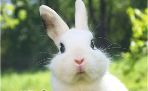 科学饲养荷兰兔从了解习性开始