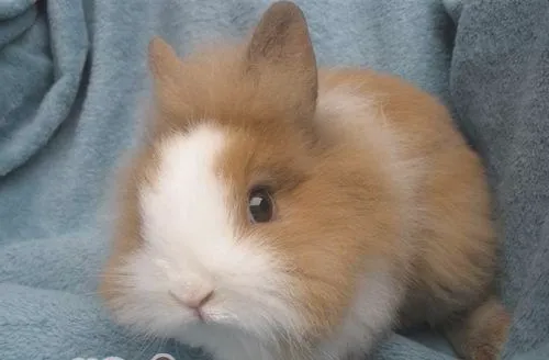 如何挑选优质的宠物兔