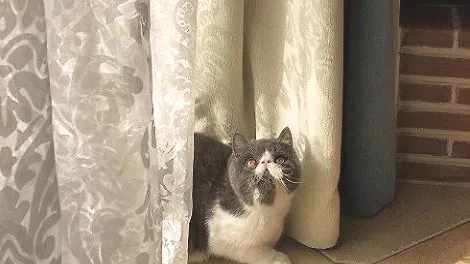 加菲猫一抽一抽的是在打嗝吗？