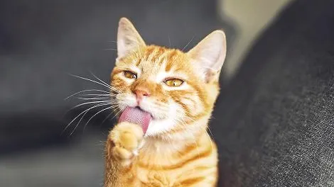猫咪多大可以吃WOWO化毛膏？