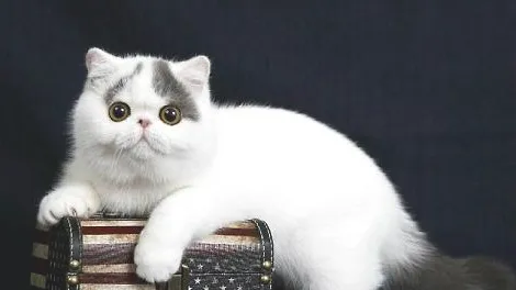 异国短毛猫不在猫砂盆里便便怎么办？