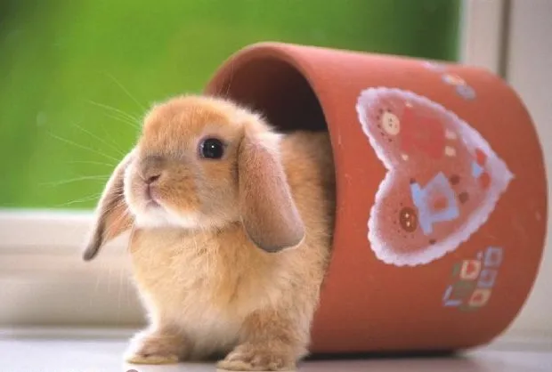 如何正确训练宠物兔