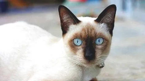 怎么样暹罗猫才能预防猫藓？