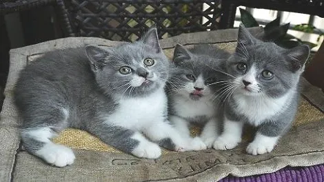 英国短毛猫挑食的话要怎么喂养？