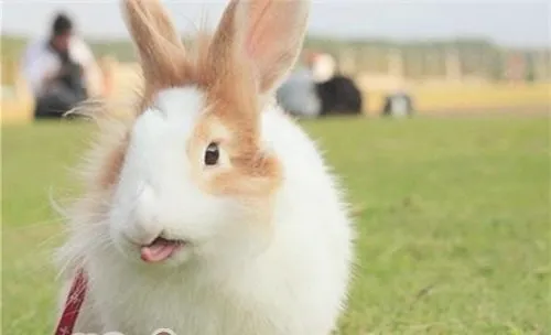 训练宠物兔上厕所应从小开始