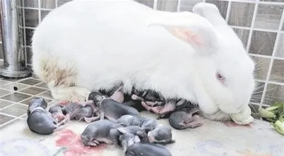 哺乳期母兔​的注意事项