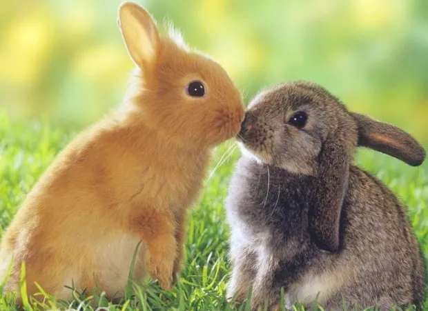 兔子主动亲吻你不是不可能