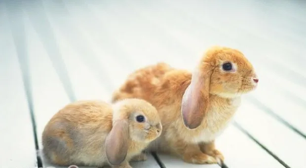 关于兔兔的孕育小知识