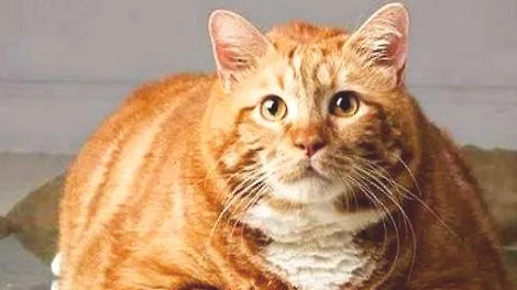 猫咪秋季掉毛还是这么严重怎么回事？