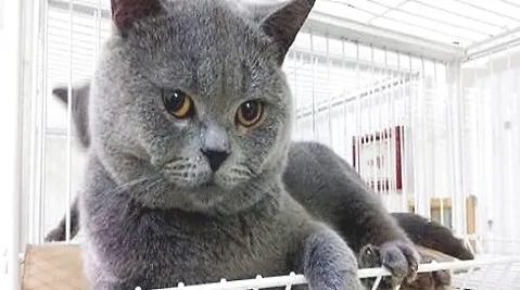 宠物猫的品种价格