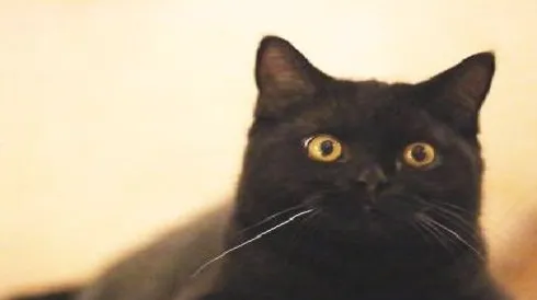 孟买猫多少钱一只