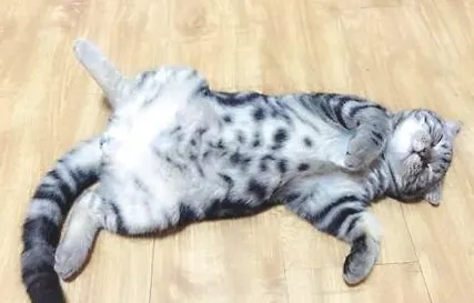 虎斑猫怎么看品相