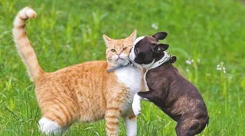 宠物的毛色好不好和维生素有关系吗？