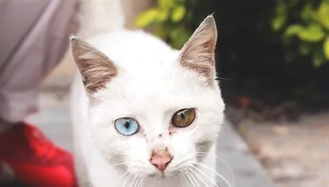 鸳鸯眼的猫