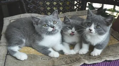 领养的猫咪如何快速适应环境？