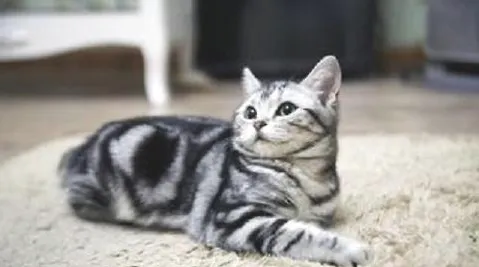 宠物猫的品种价格