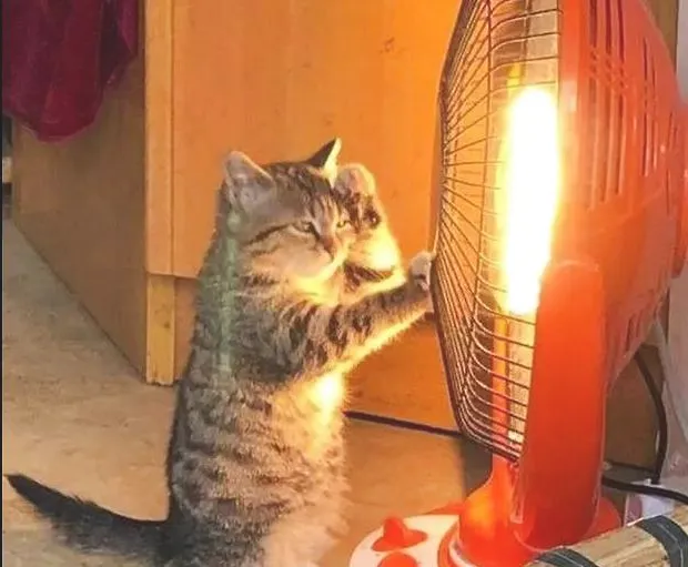 冬天猫咪怎么养？猫咪烤糊了怎么办？