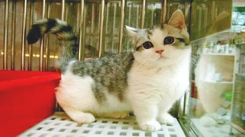 短脚猫多少钱一只