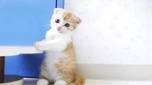 短腿猫.webp 短腿猫.webp