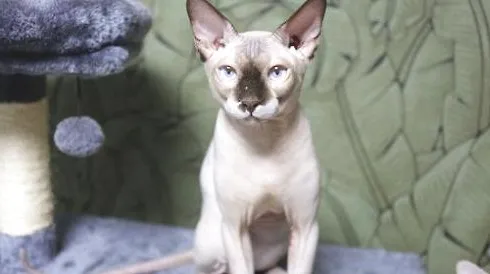 没有毛的猫多少钱一只