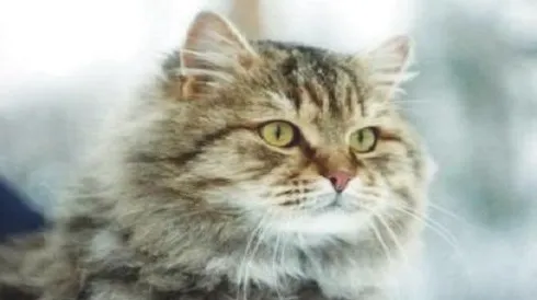 西伯利亚猫多少钱一只