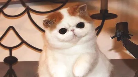 宠物猫的品种价格