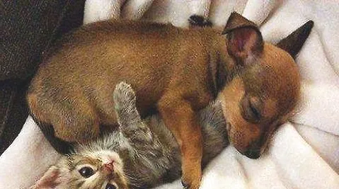 宠物的毛色好不好和维生素有关系吗？