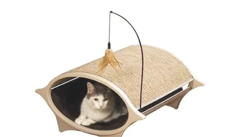 猫不睡猫窝怎么办？猫不睡猫窝的原因有哪些？