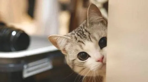 猫为什么在人身上踩奶？猫踩奶的原因