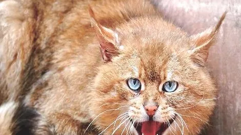 有人养荒漠猫吗？是不是可以养？