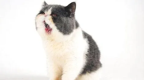 猫咪晒太阳有什么好处？晒了太阳毛发能好吗？