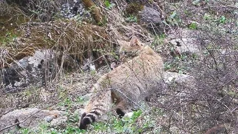 有人养荒漠猫吗？是不是可以养？