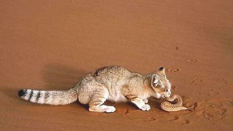 领养的猫咪如何快速适应环境？