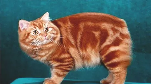 马恩岛猫多少钱