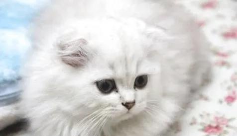 高地折耳猫的寿命