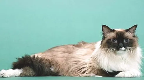 巴曼猫多少钱一只