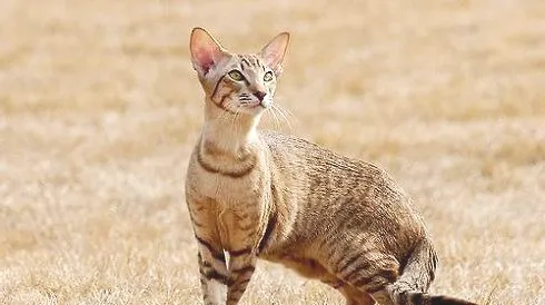 纯种埃及猫多少钱一只？