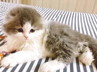 高地折耳猫怎么养？高地折耳猫的寿命