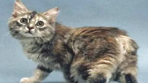 马恩岛猫多少钱