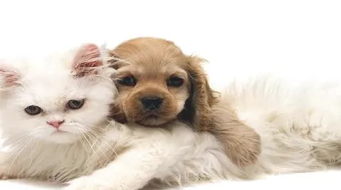 宠物的毛色好不好和维生素有关系吗？