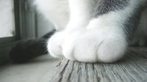 被猫咪抓了会得猫爪热吗？