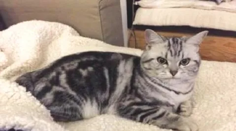 虎斑猫怎么看品相？虎斑猫优缺点介绍